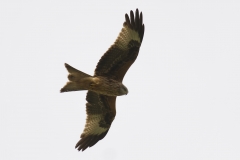 Red Kite in Flight