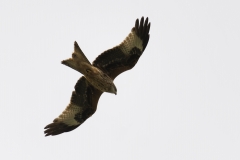 Red Kite in Flight