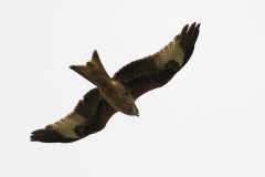 Red Kite in Flight