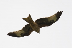 Red Kite in Flight