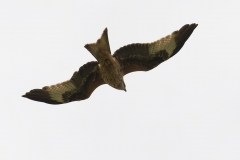 Red Kite in Flight