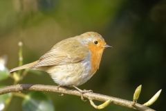 Robin Side View on Branch