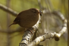 Wren Side View on Branch