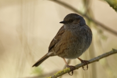 Dunnock Side View on Branch