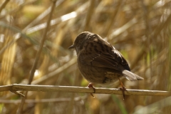 Dunnock Back View on Branch