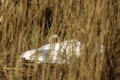 Swan Nesting in Reeds