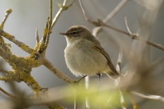 Chiffchaff Front View on Branch