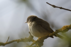 Chiffchaff Side View on Branch