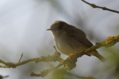 Chiffchaff Side View on Branch