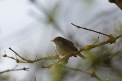 Chiffchaff Side View on Branch