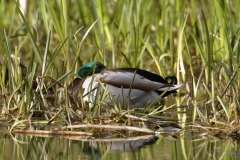 Male Mallard Side Resting in Reeds