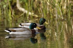 Male Mallards Side View on River