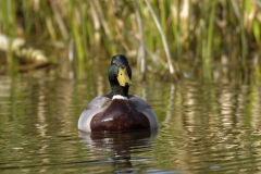 Male Mallard Front View on River