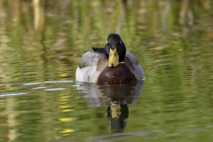 Male Mallard Front View on River