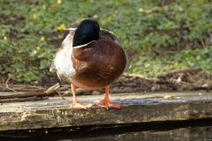 Male Mallard Front View Resting on Bank