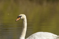 Swan Side View on River