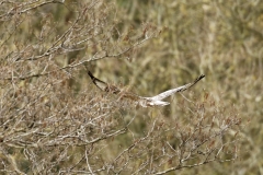 Buzzard Back View in Flight