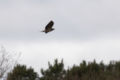 Buzzard Back Side in Flight