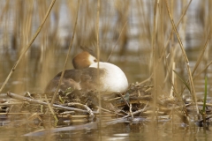 Great Crested Grebe side View on Nest in Reeds on Lake