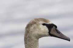 Signet Head Side View on Lake