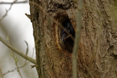 Jackdaw Coming out of Nest in Tree