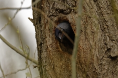 Jackdaw Coming out of Nest in Tree