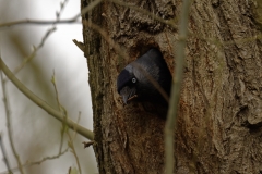 Jackdaw Coming out of Nest in Tree