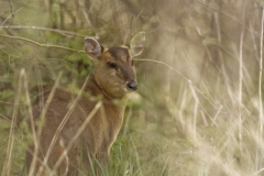 Female Muntjac Back View in Undergrowth