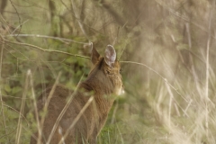 Female Muntjac Back View in Undergrowth