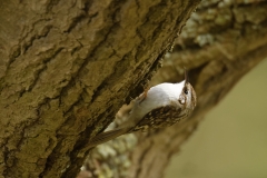 Treecreeper Side View Upside Down on Tree