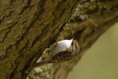 Treecreeper Side View Upside Down on Tree