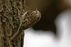 Treecreeper Side View Upside Down on Tree