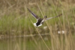 Male Mallard Back View in Flight Over Water