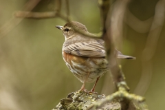 Redwing Back View Branch