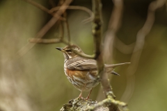 Redwing Back View Branch