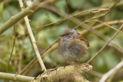 Dunnock Front View on Branch