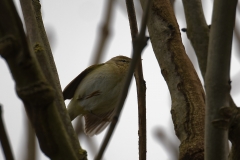 Chiffchaff Front View in Flight