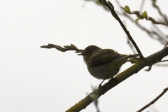 Chiffchaff Side View on Branch