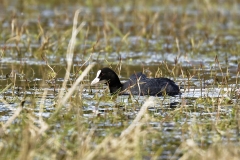 Coot Side View on Lake