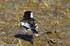 Male Pied Wagtail Back View on Marsh