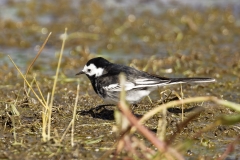 Male Pied Wagtail Side View on Marsh