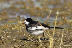 Male Pied Wagtail Side View on Marsh