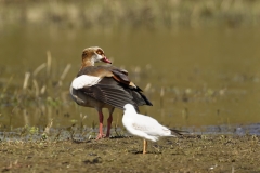 Egyptian Goose Side View on Marsh Bank