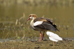 Egyptian Goose Side View on Marsh Bank