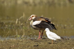 Egyptian Goose Side View on Marsh Bank