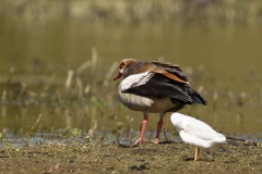 Egyptian Goose Side View on Marsh Bank