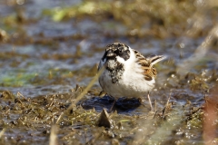 Male Reed Bunting Front View on Marsh