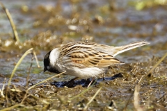 Male Reed Bunting Side View on Marsh