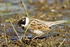 Male Reed Bunting Side View on Marsh