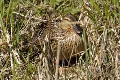 Female Mallard Resting in Reeds